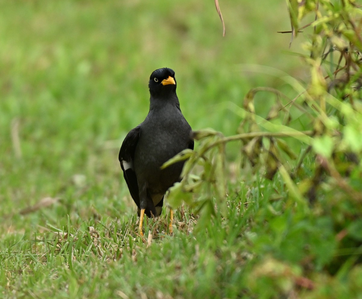 Javan Myna - ML646044924