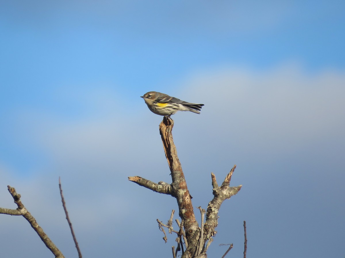 Yellow-rumped Warbler - ML646044926