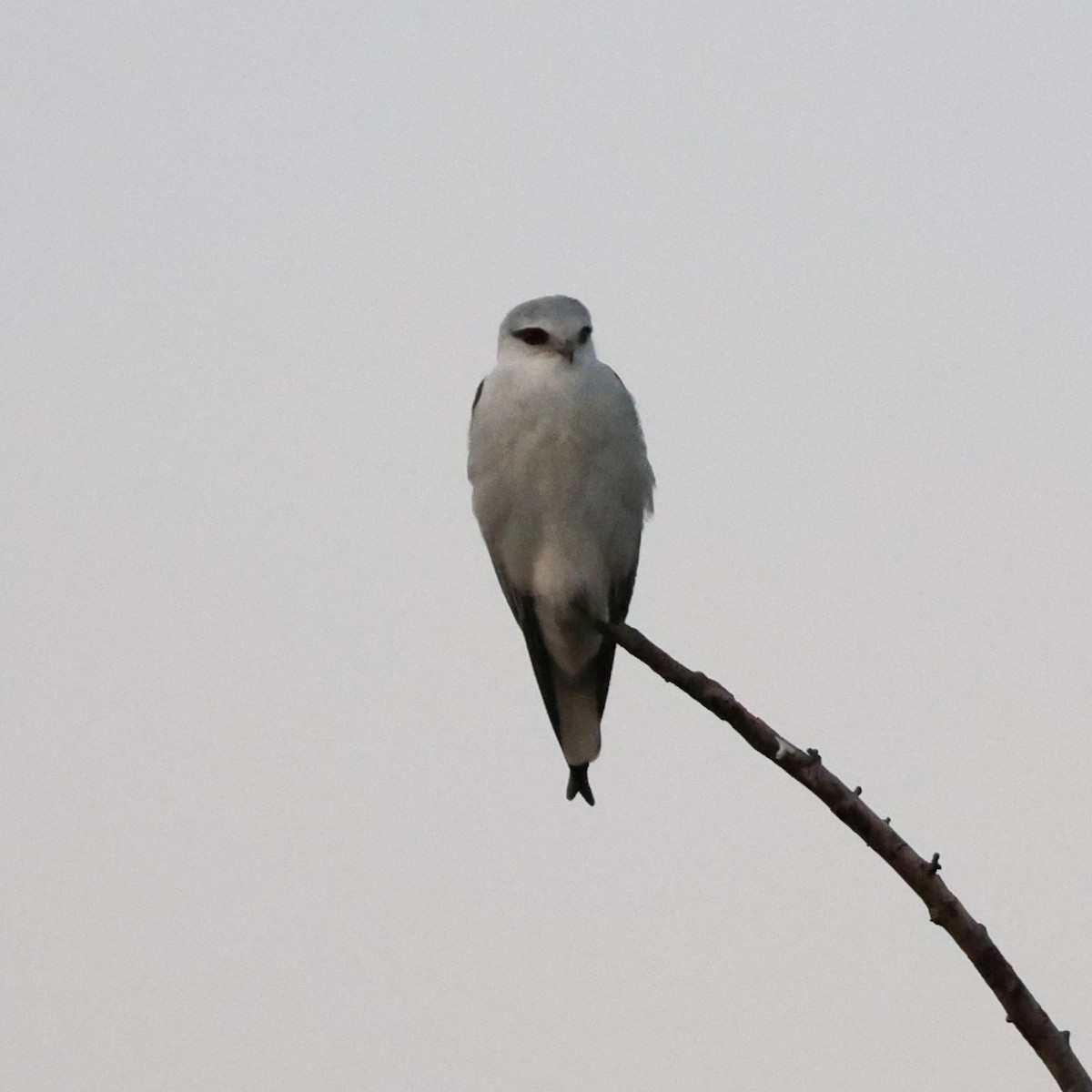 Black-winged Kite - ML646044927