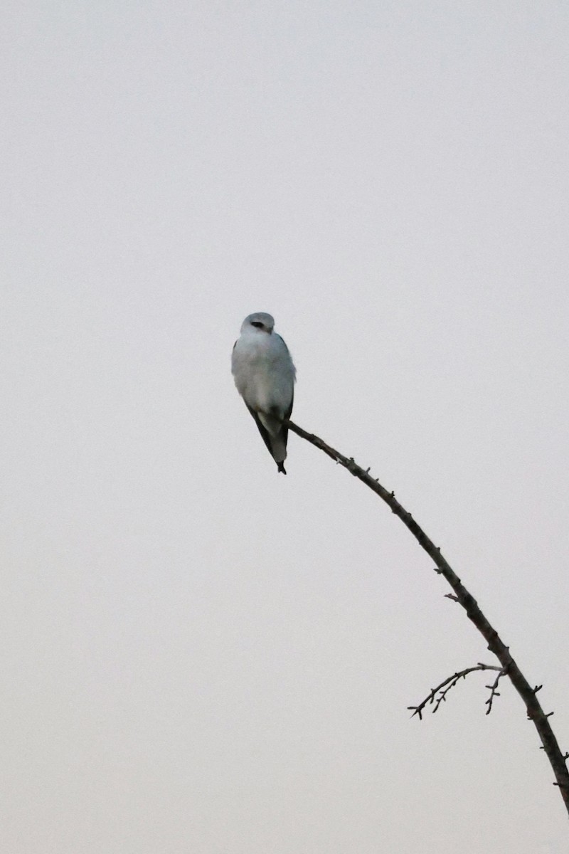 Black-winged Kite - ML646044928