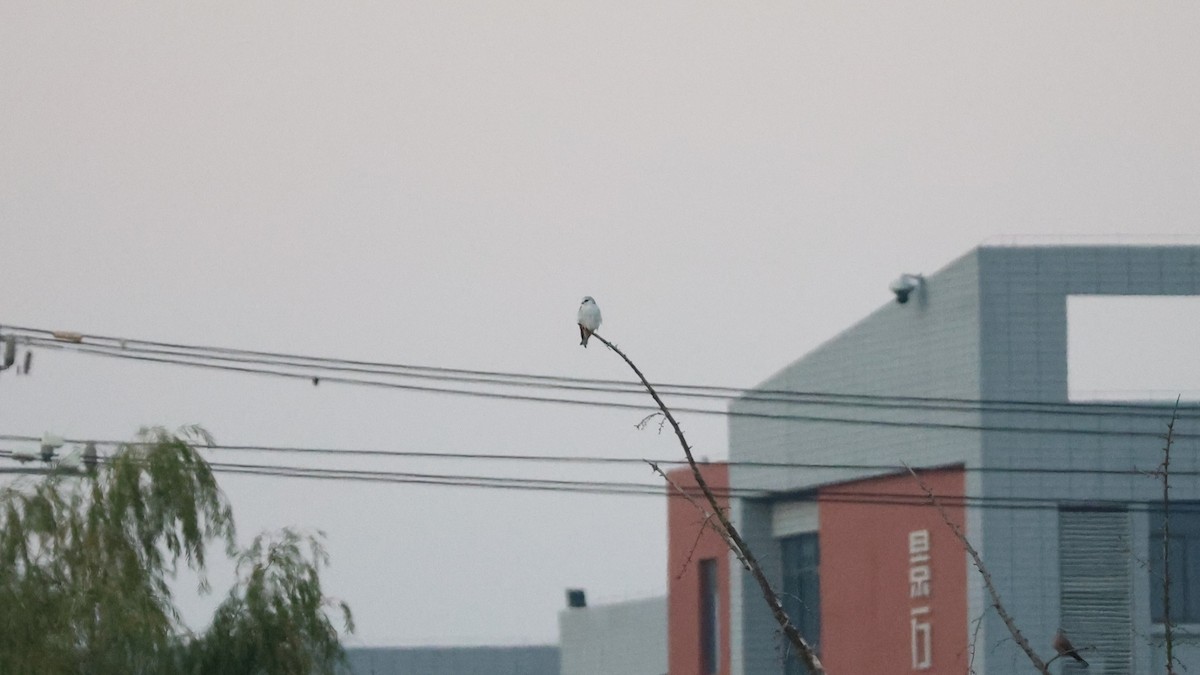Black-winged Kite - ML646044929