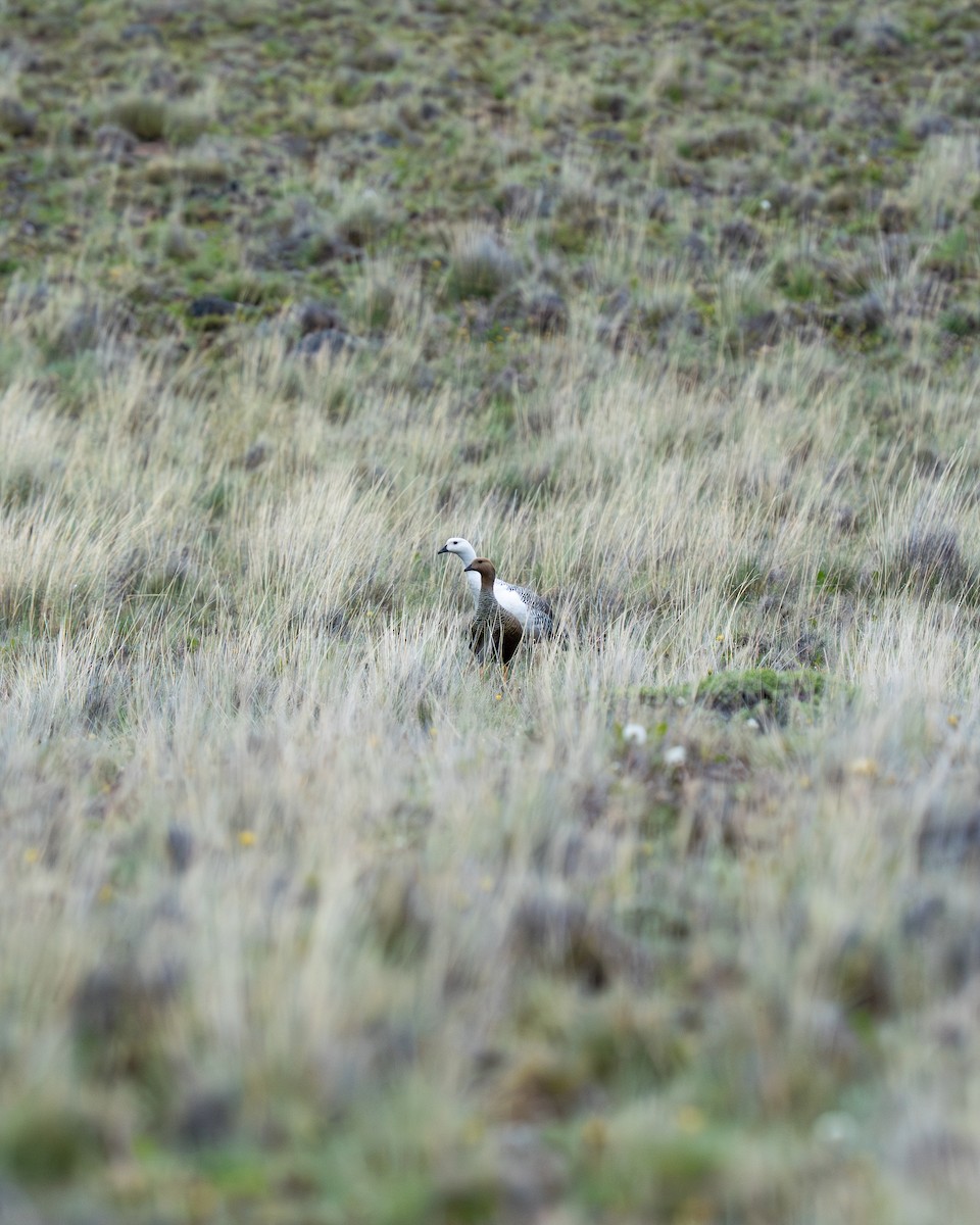 Upland Goose - ML646044933