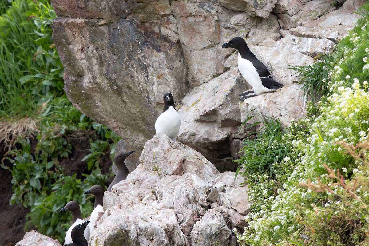 Razorbill - ML646044934