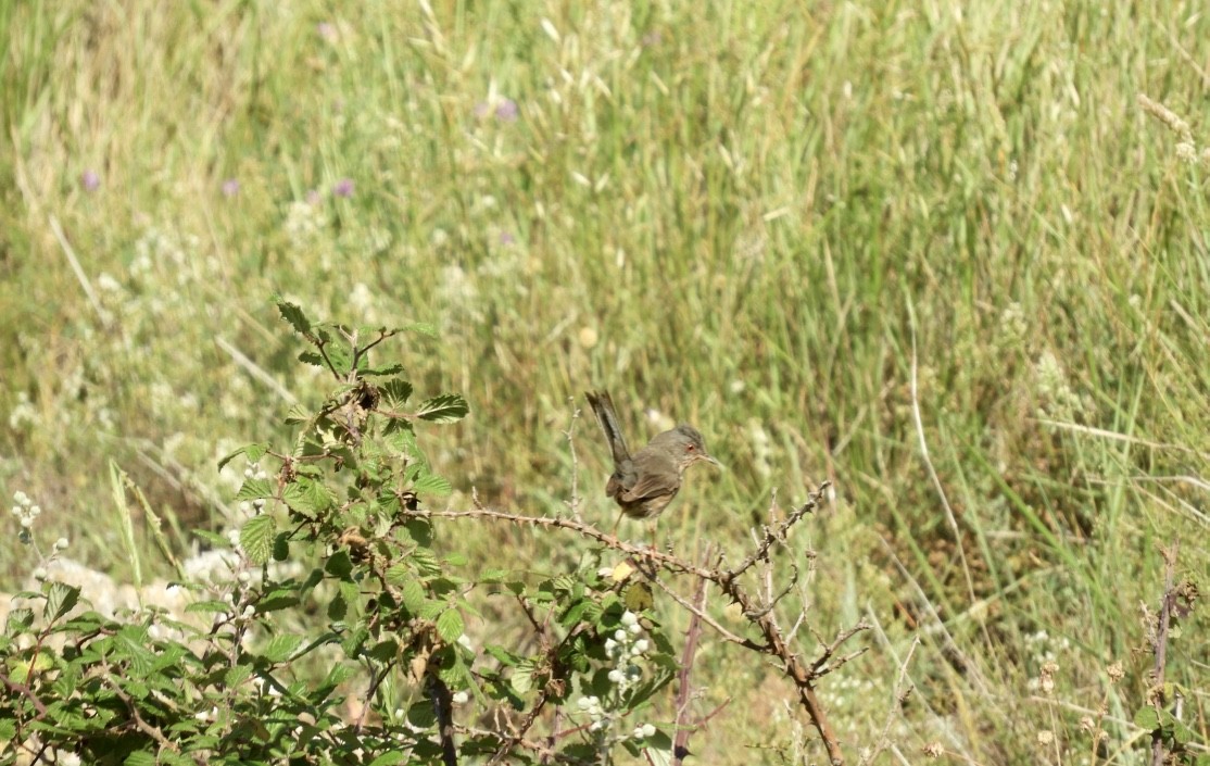 Dartford Warbler - ML646044935