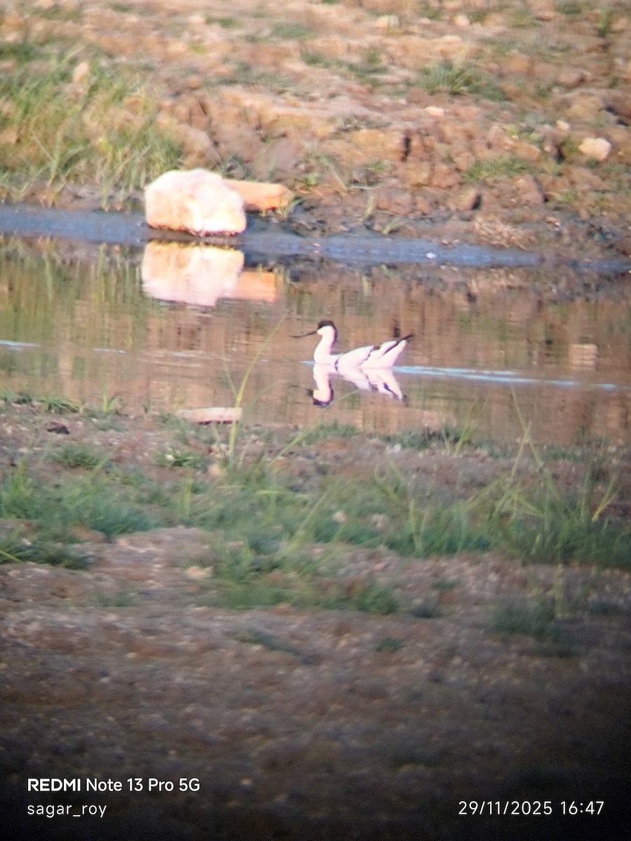 Pied Avocet - ML646044936