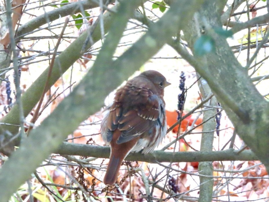Fox Sparrow - ML646044937