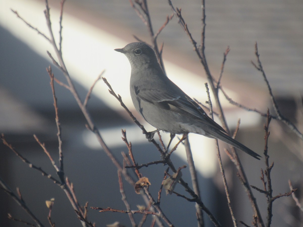 Townsend's Solitaire - ML646044938