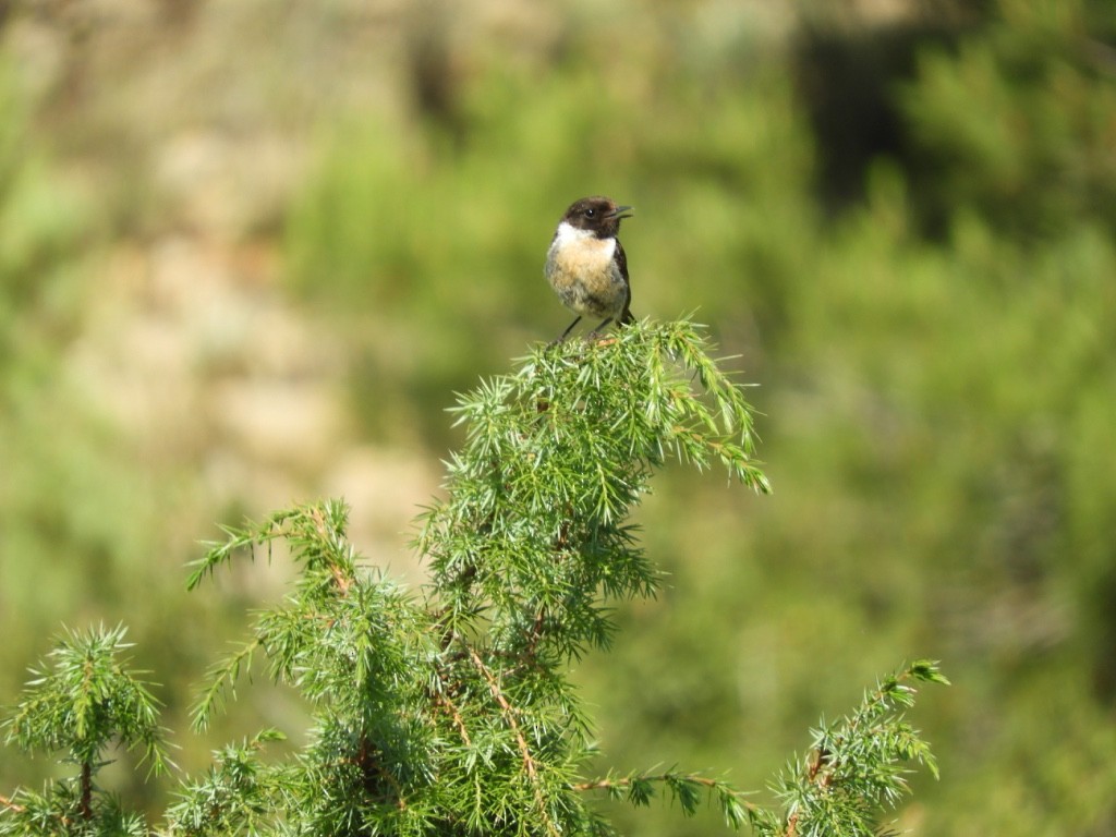 European Stonechat - ML646044939