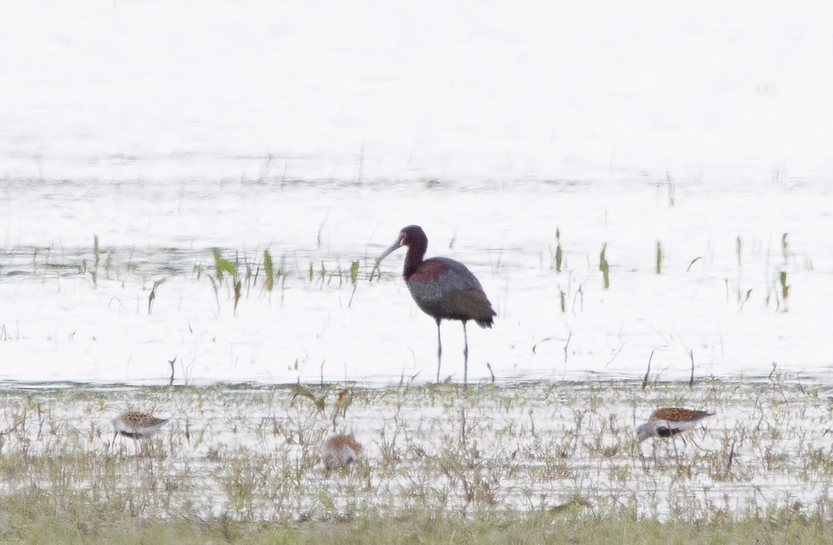 White-faced Ibis - ML646044947