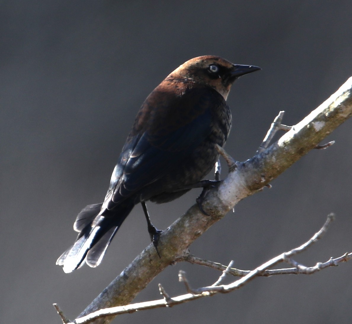 Rusty Blackbird - ML646044948