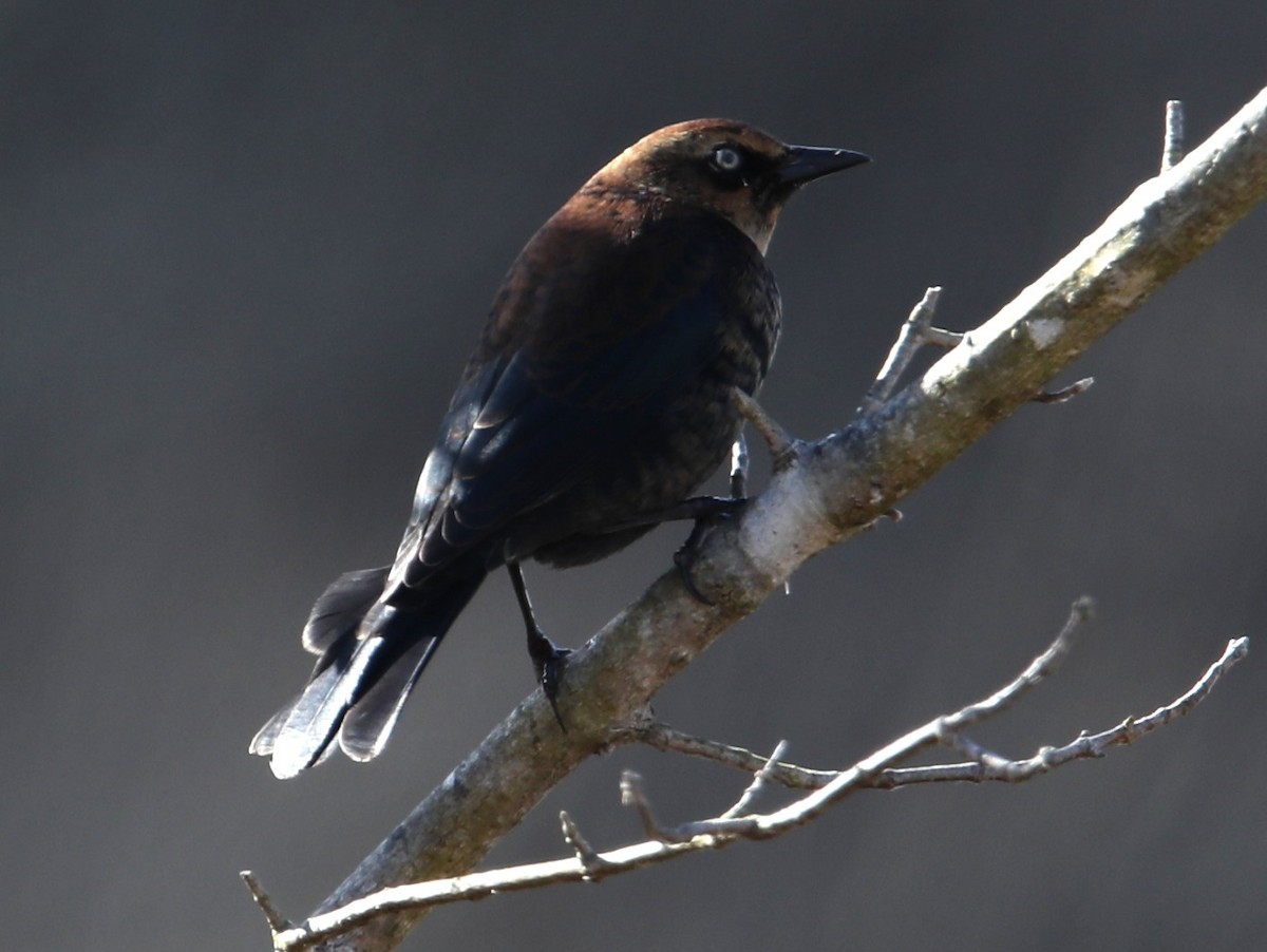 Rusty Blackbird - ML646044952