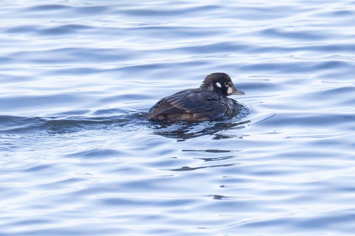 Harlequin Duck - ML646044953