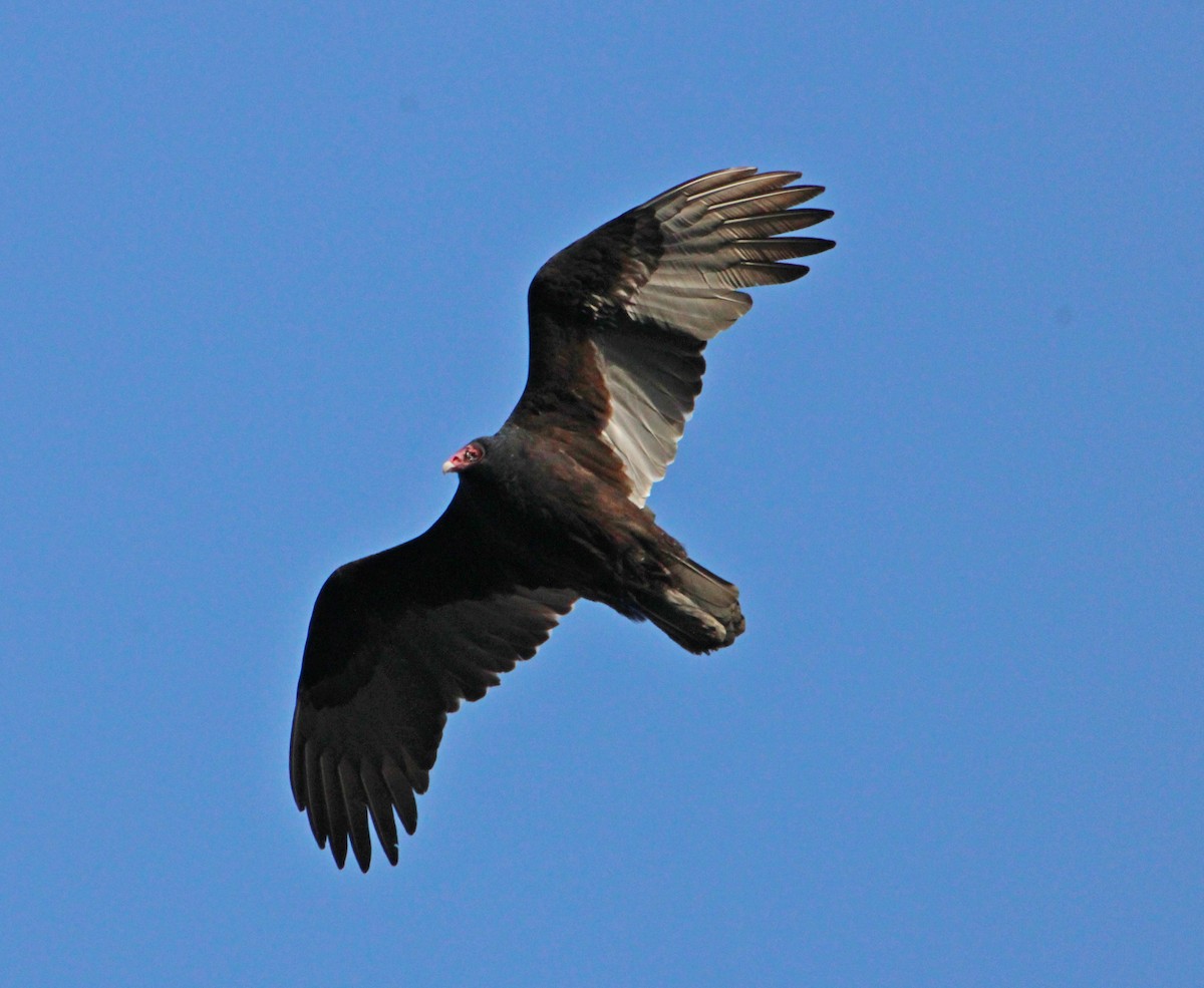 Zopilote indioilarra - ML646044965