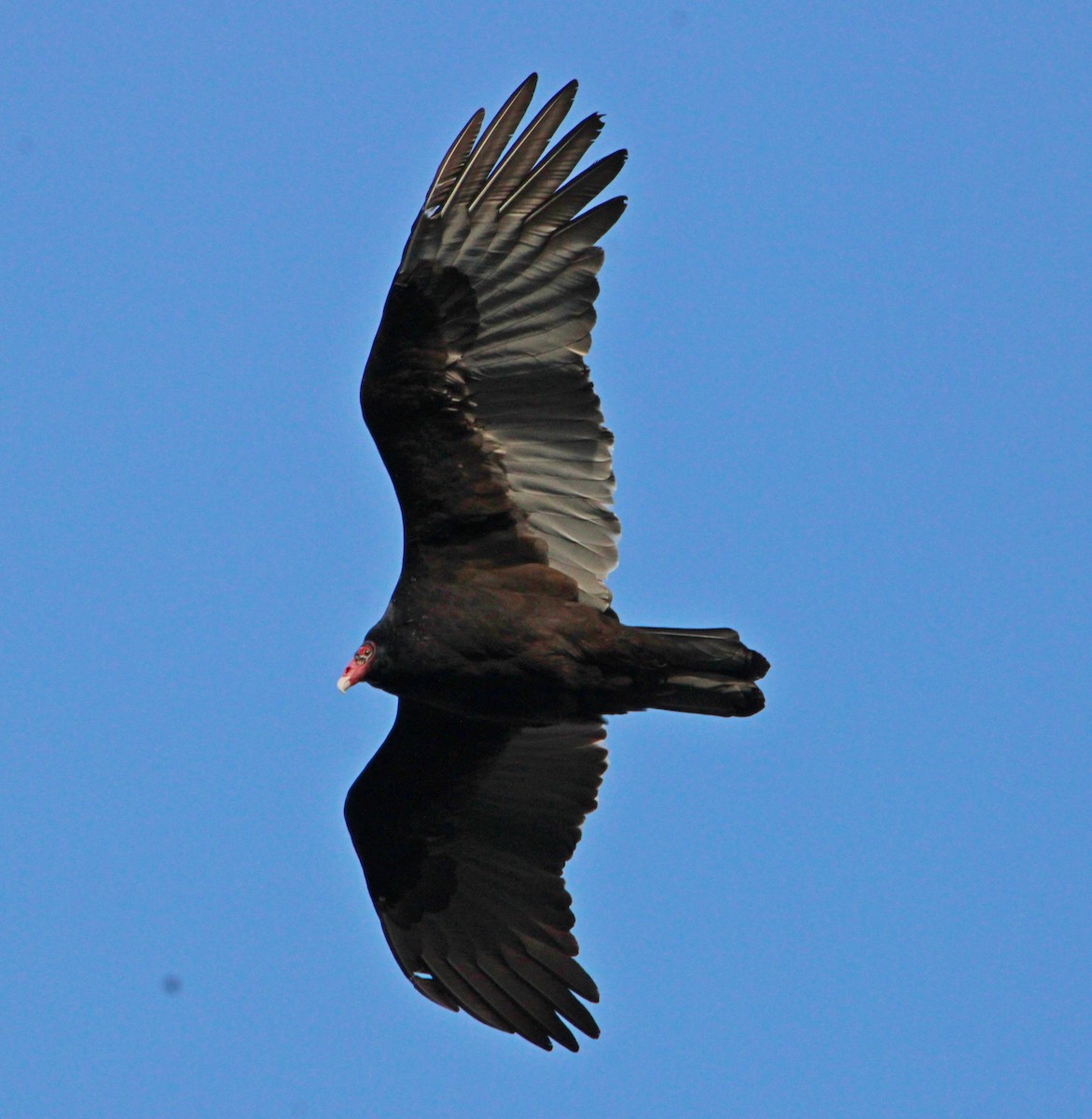 Zopilote indioilarra - ML646044966