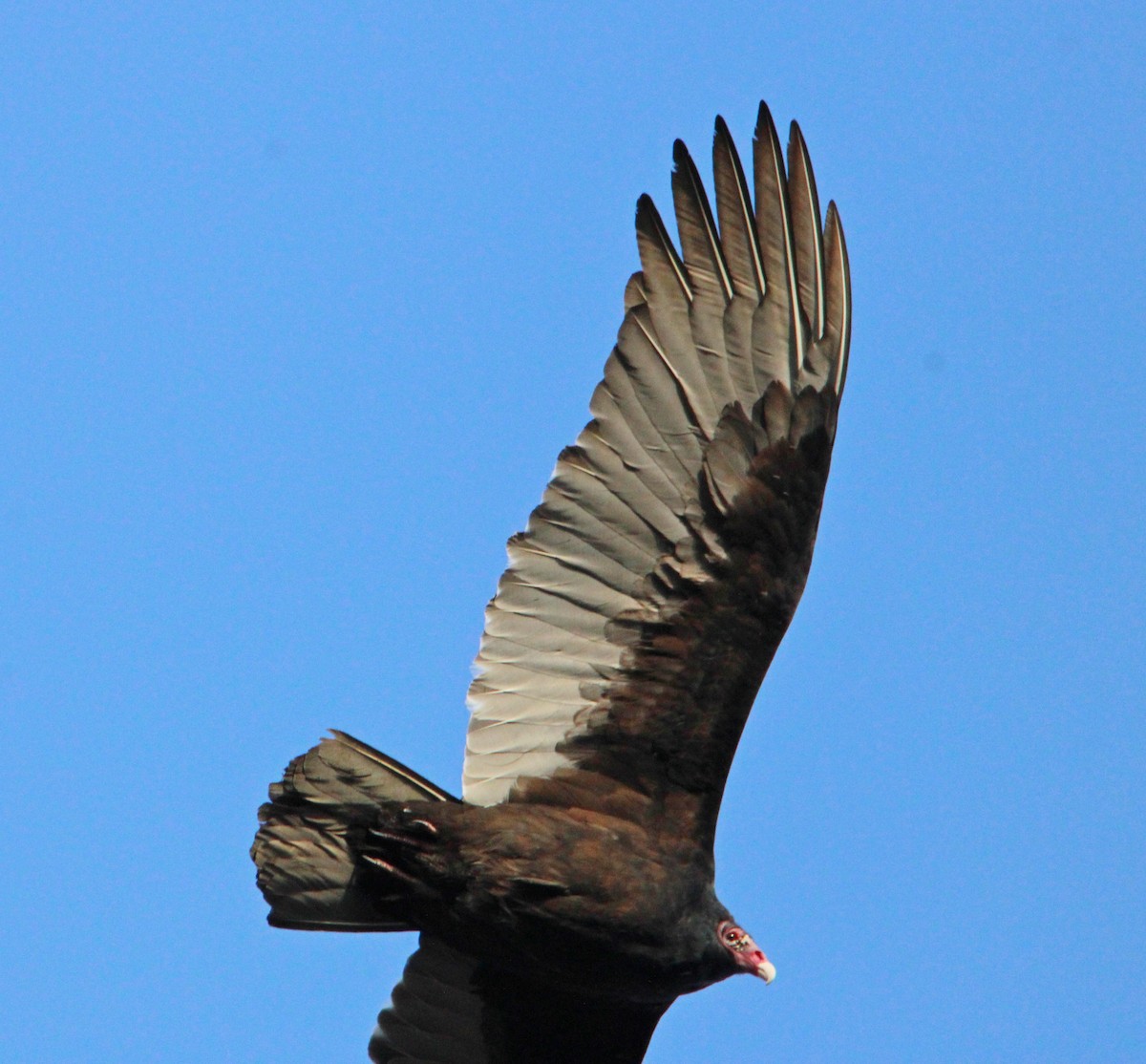 Zopilote indioilarra - ML646044967