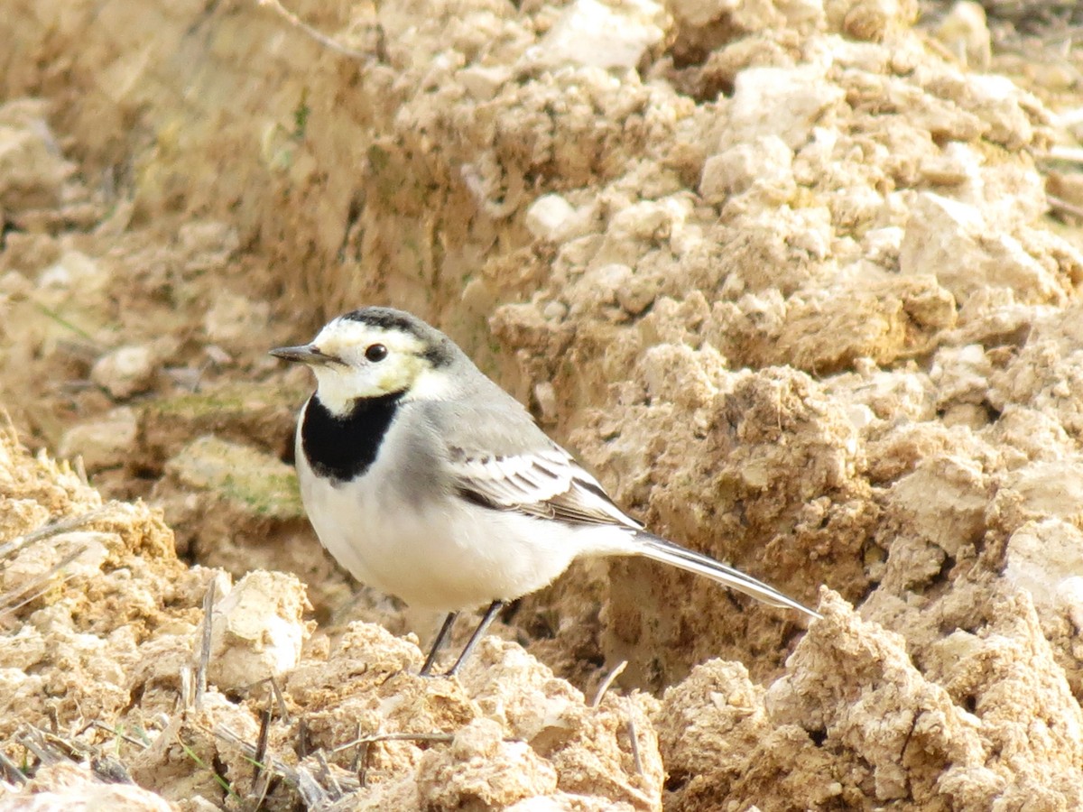 White Wagtail - ML646044970