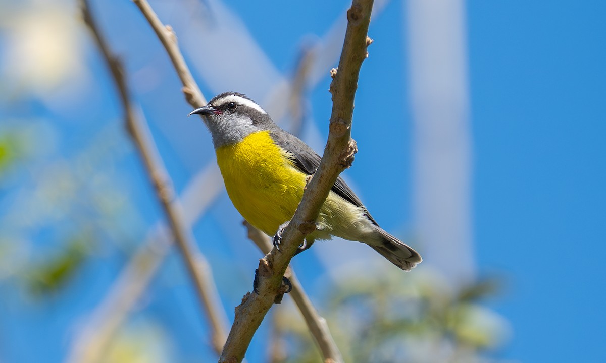 Bananaquit - ML646044977