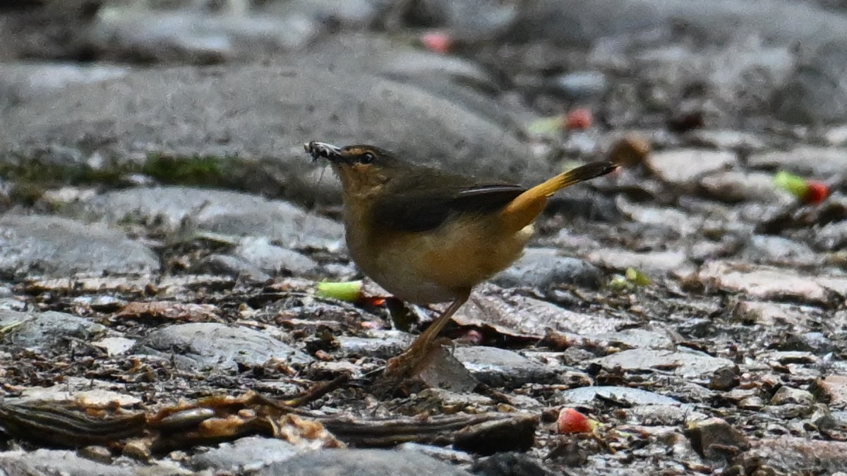 Buff-rumped Warbler - ML646044978