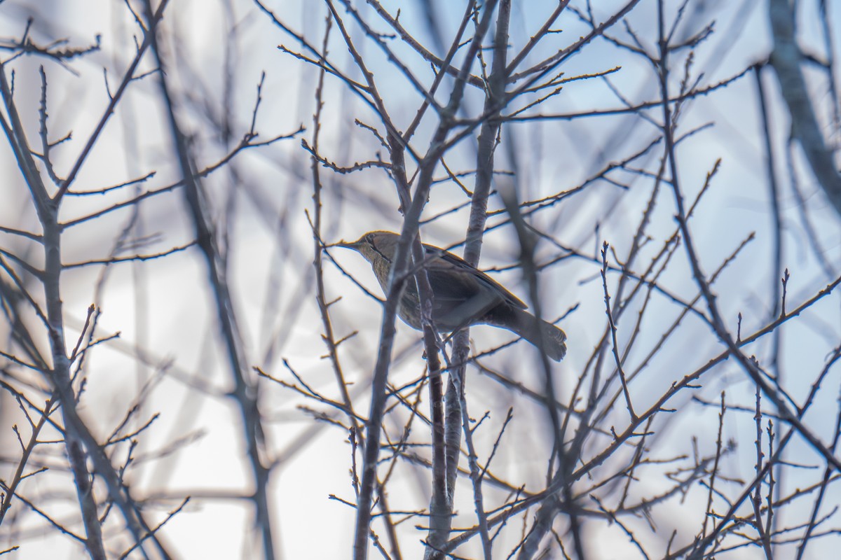 Rusty Blackbird - ML646044988