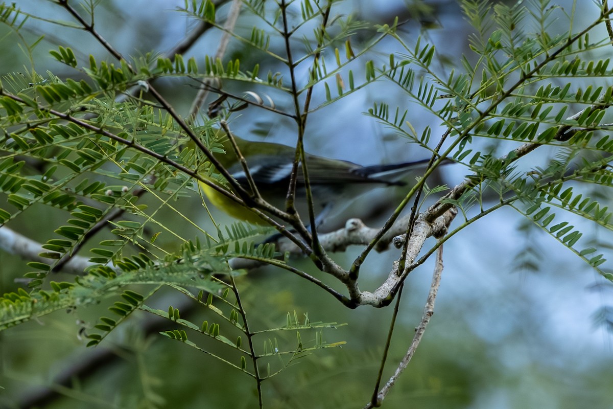 Yellow-throated Vireo - ML646044989