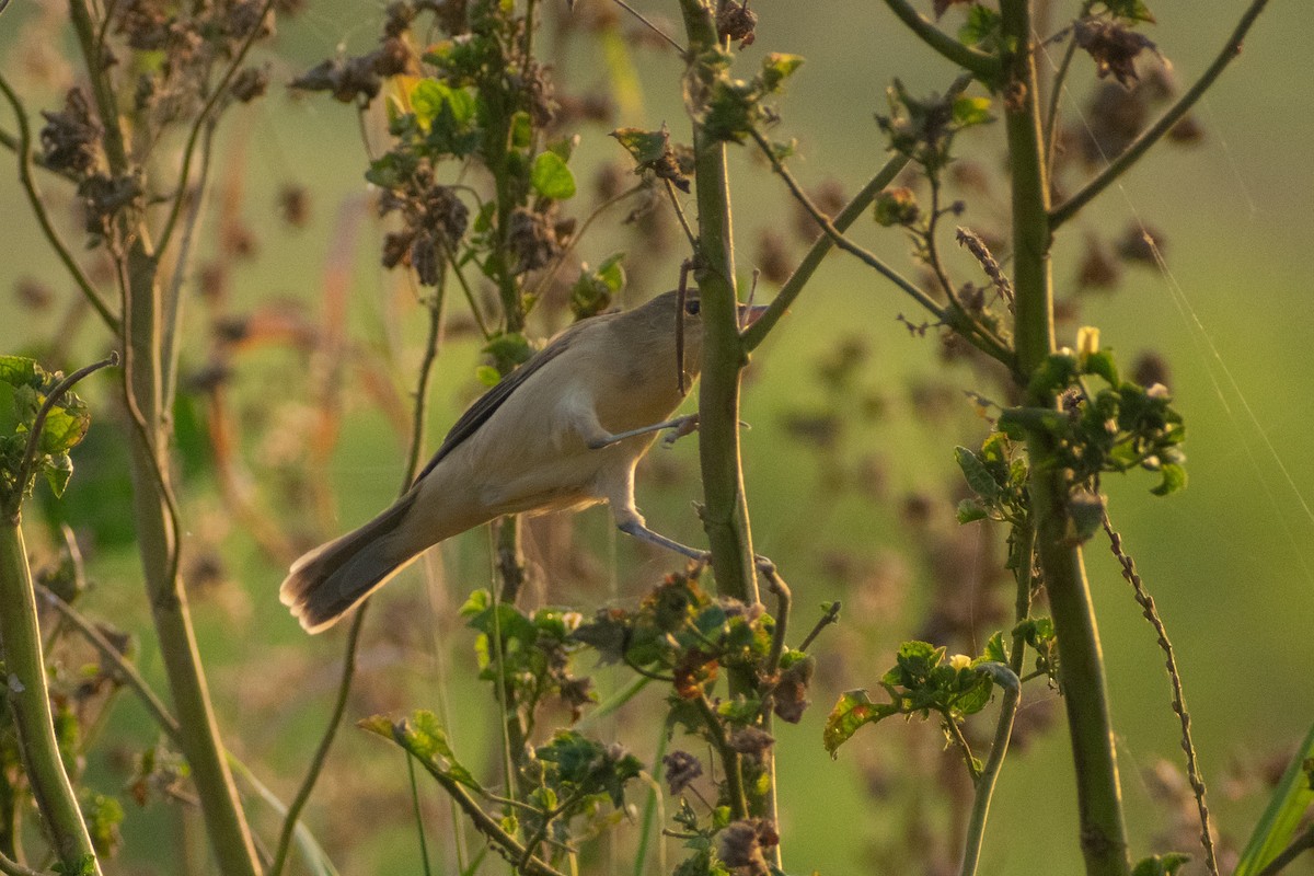 rákosník hlučnohlasý - ML646044990