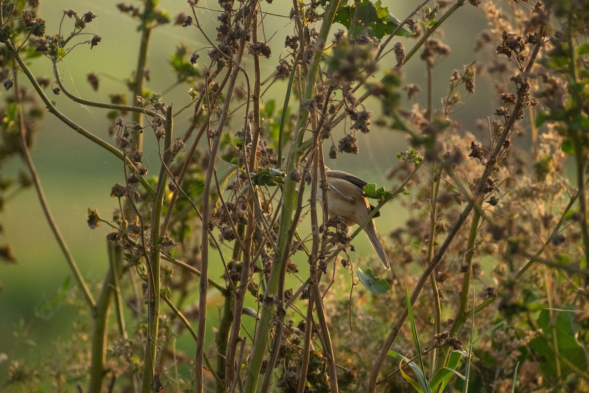 rákosník hlučnohlasý - ML646044991