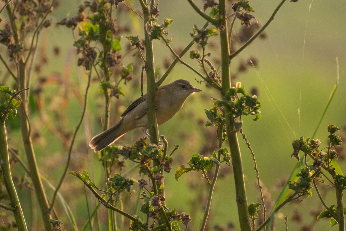 rákosník hlučnohlasý - ML646044992