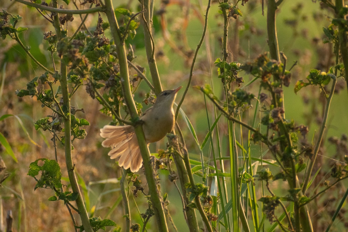 rákosník hlučnohlasý - ML646044993