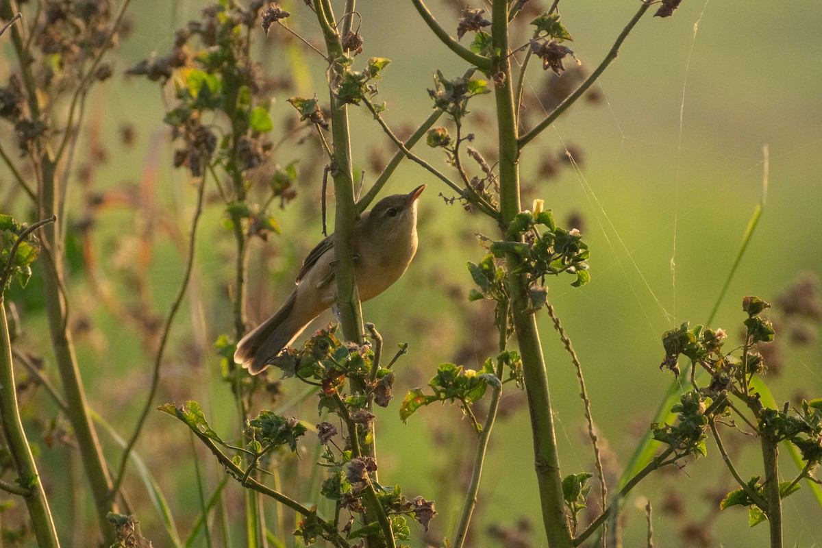 rákosník hlučnohlasý - ML646044994
