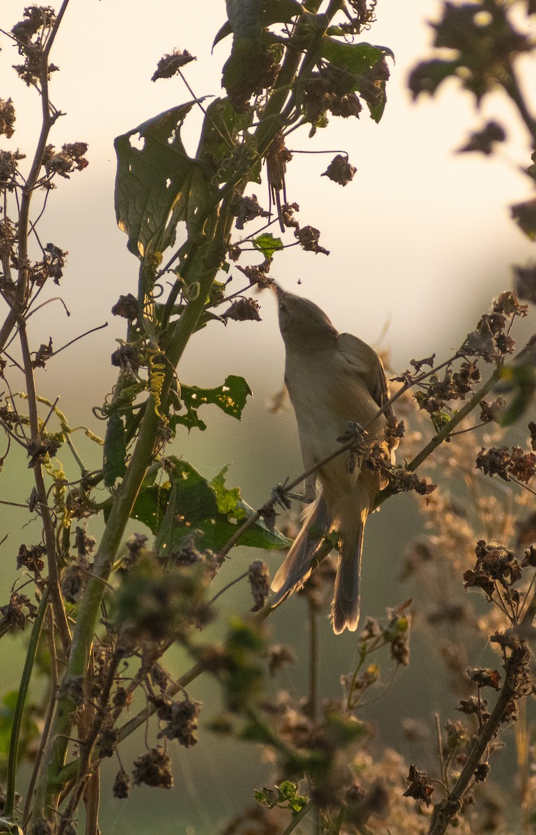 rákosník hlučnohlasý - ML646044995