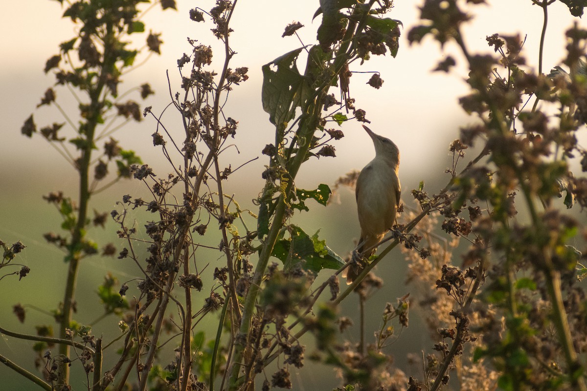 rákosník hlučnohlasý - ML646044996