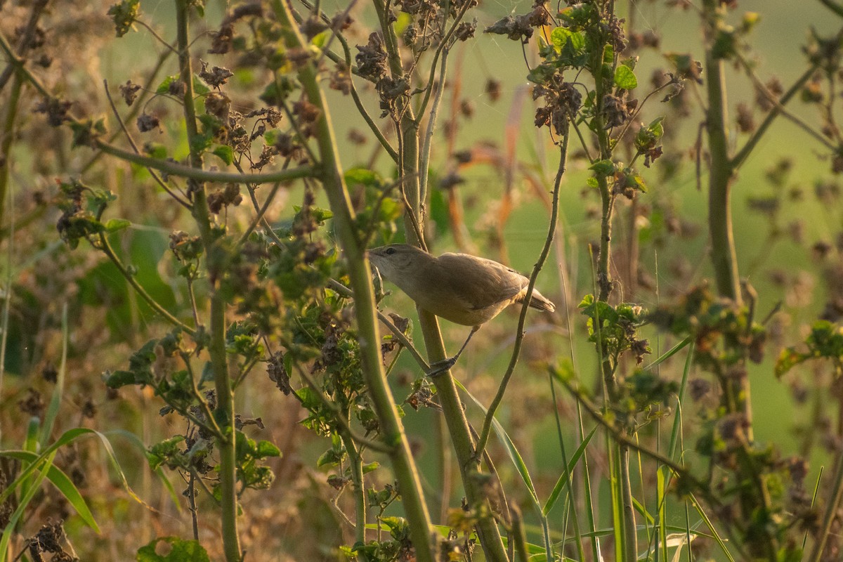 rákosník hlučnohlasý - ML646044997