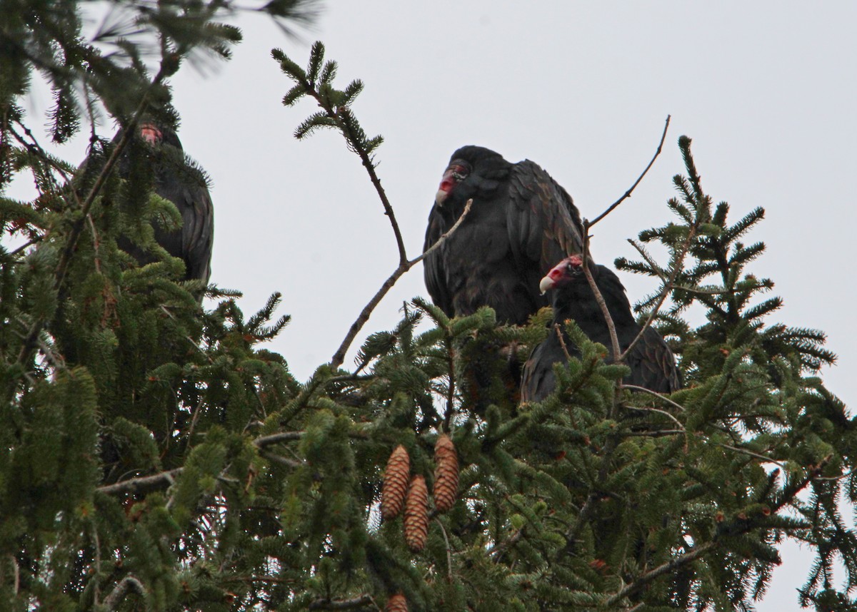 Zopilote indioilarra - ML646045005