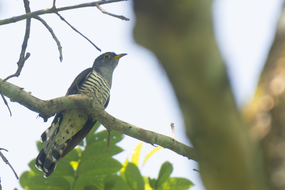 Indian Cuckoo - ML646045023