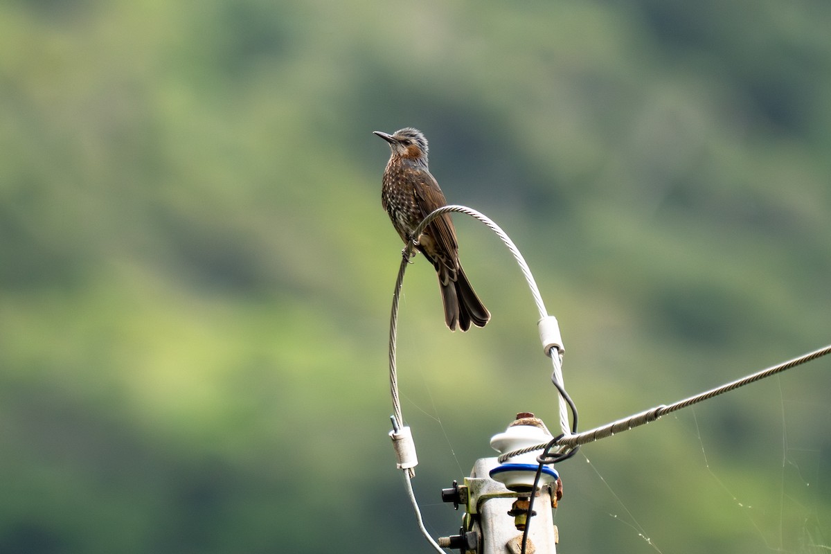 棕耳鵯 - ML646045024