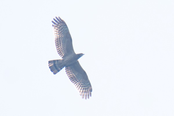 Oriental Honey-buzzard - ML646045025