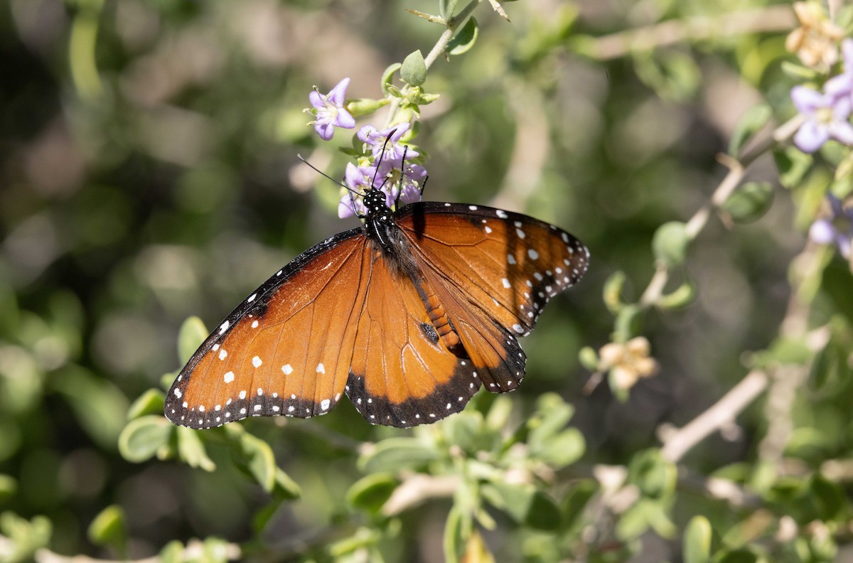 Animals - ML646045027