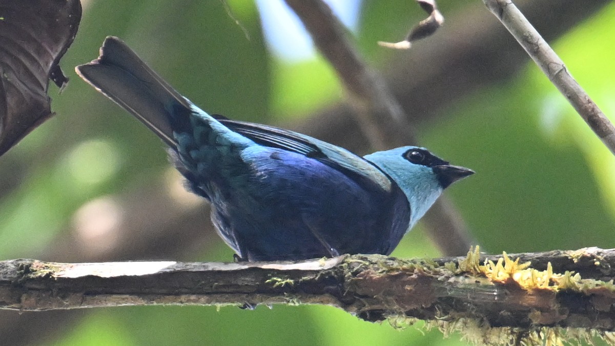 Танагра блакитношия - ML646045028