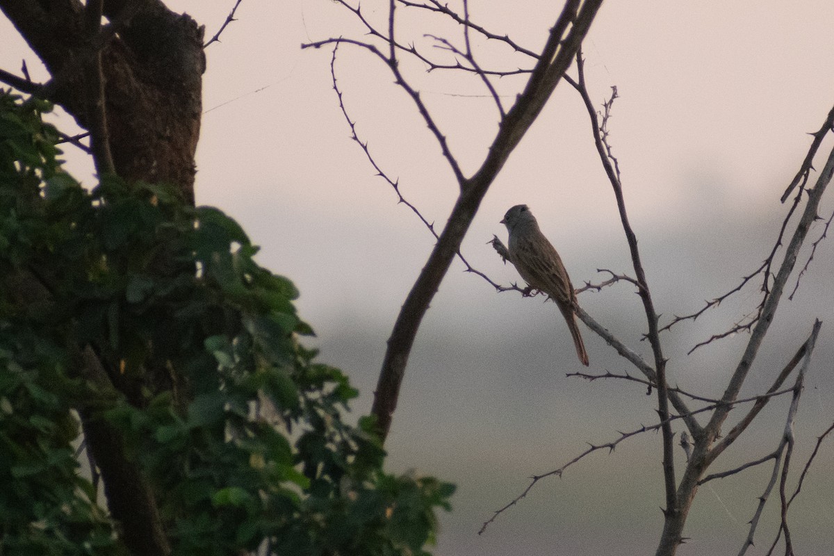 strnad pustinný - ML646045029