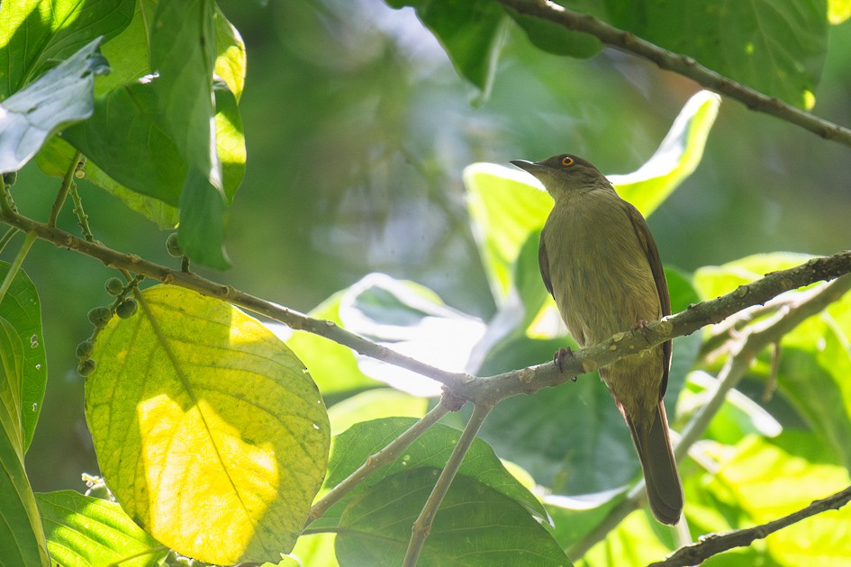 Red-eyed Bulbul - ML646045030