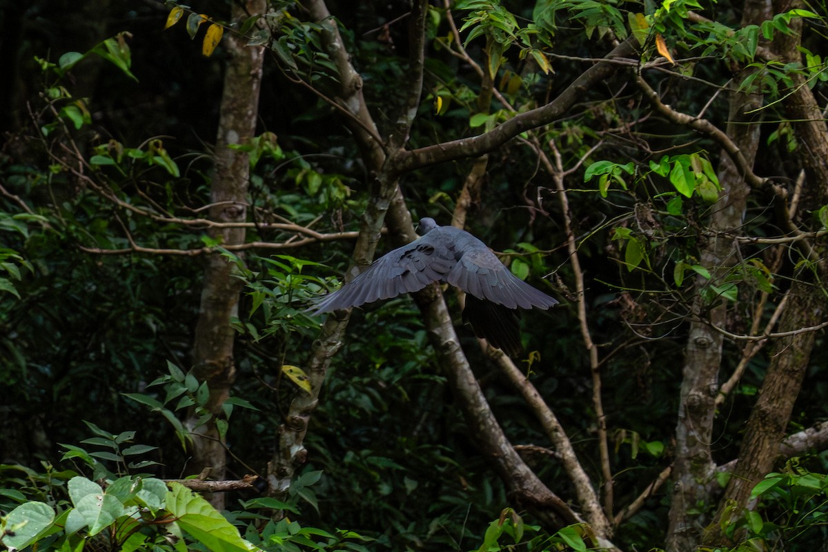 黑林鴿 - ML646045031