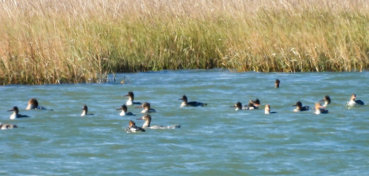 Red-breasted Merganser - ML646045037
