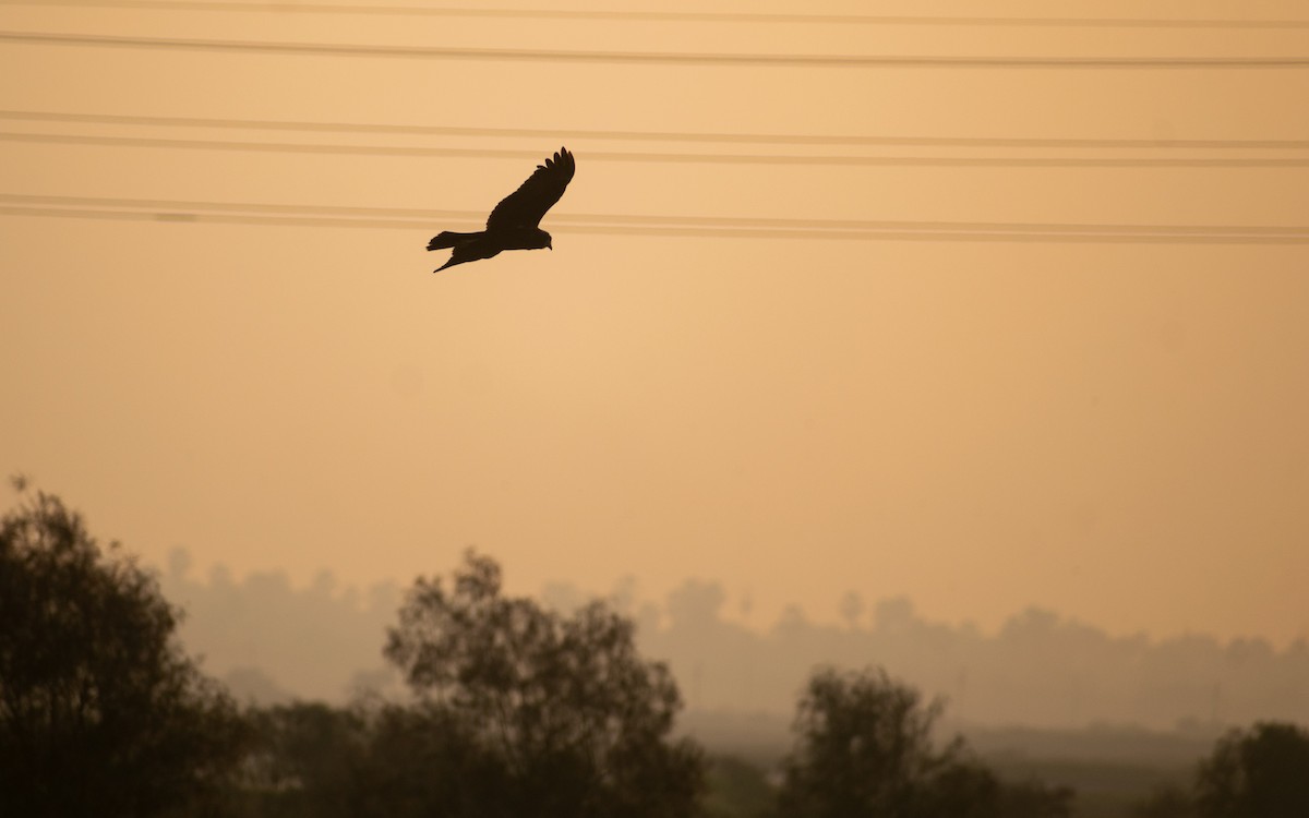 moták pochop - ML646045038