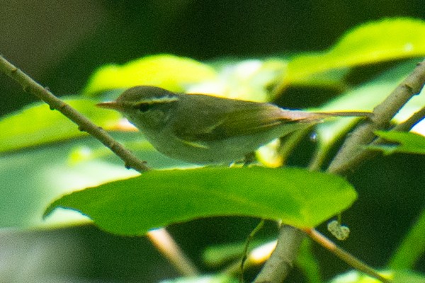 Eastern Crowned Warbler - ML646045043