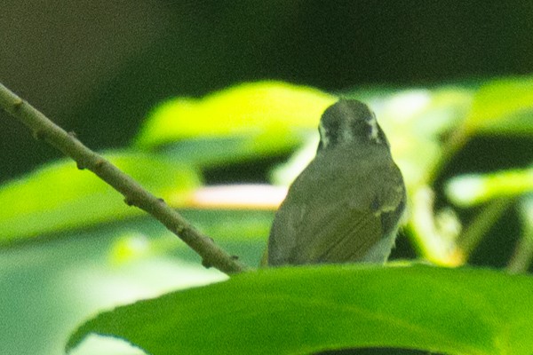 Eastern Crowned Warbler - ML646045044
