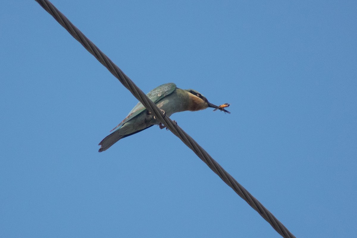 vlha modrolící - ML646045051