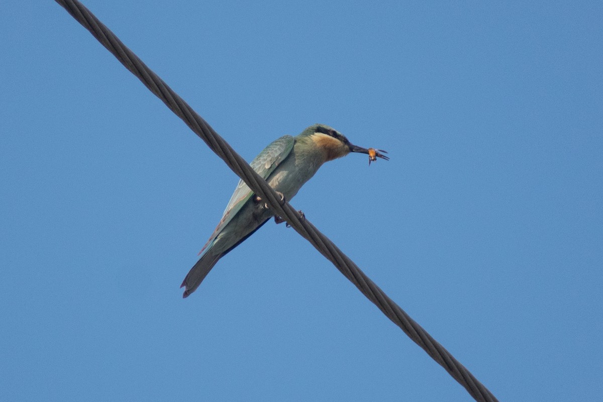 vlha modrolící - ML646045052