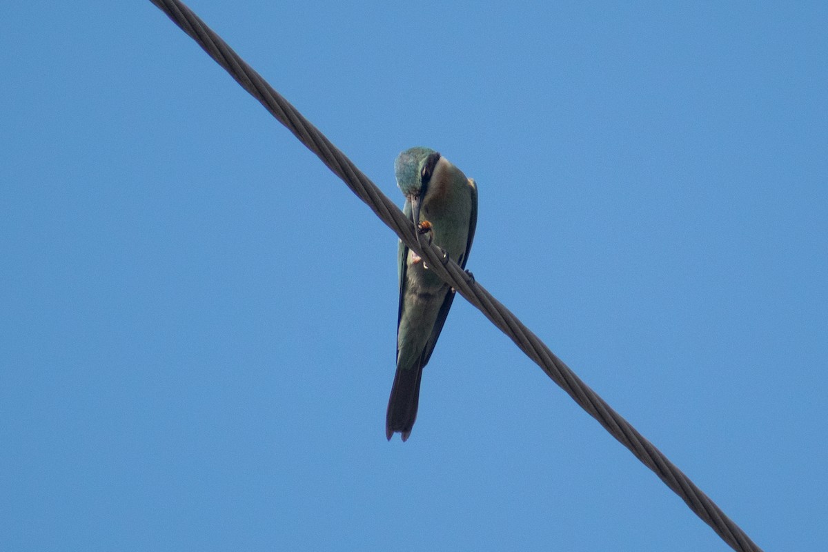 vlha modrolící - ML646045053