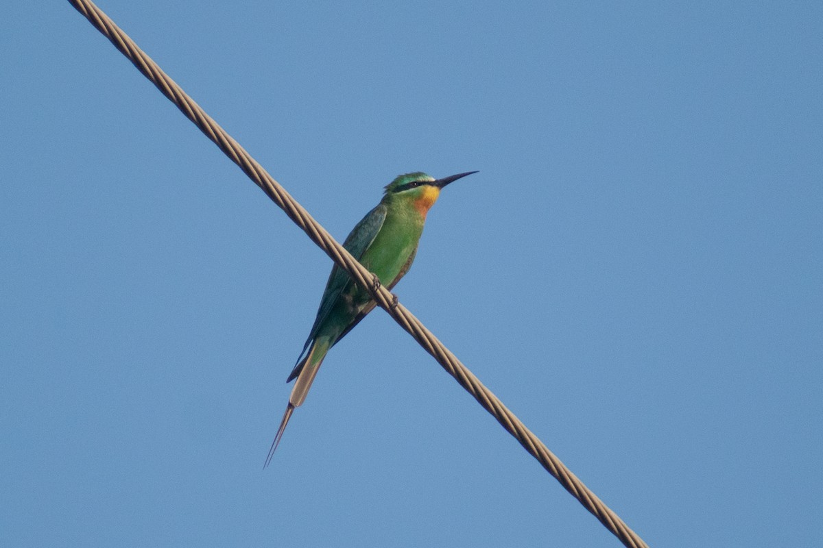 vlha modrolící - ML646045054