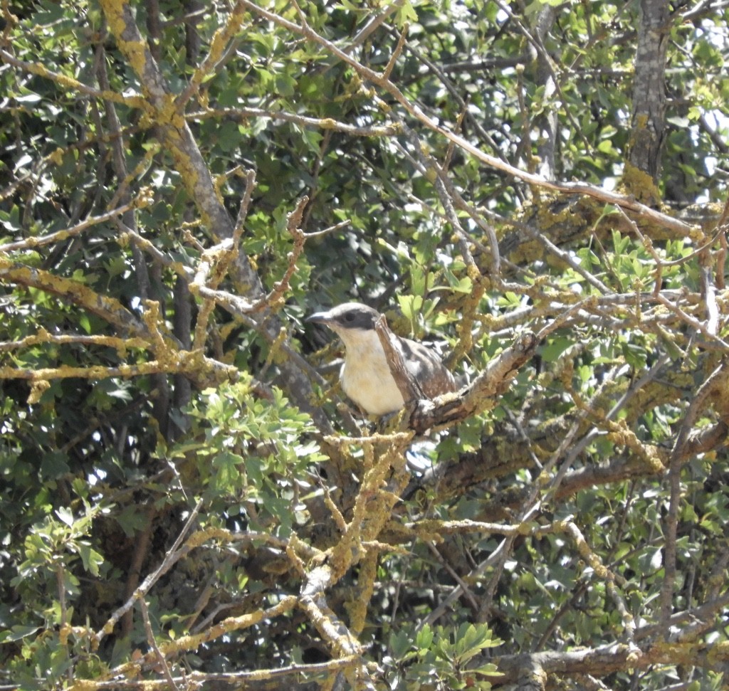 Great Spotted Cuckoo - ML646045056